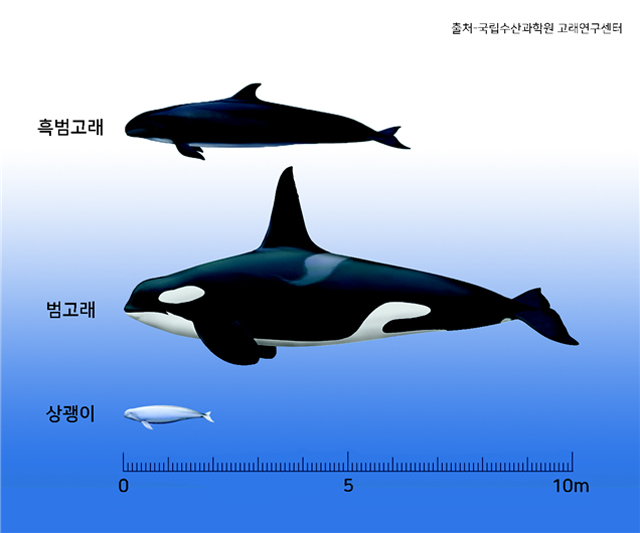 흑범고래와 범고래, 토종 돌고래 상괭이 크기 비교 (출처:국립수산과학원 고래연구센터)