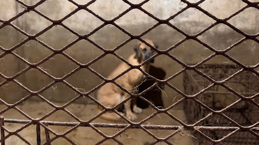 건강원 철창에 갇혀 있던 개 ‘로또’ (사진 제공: 부산동물사랑길고양이보호연대)