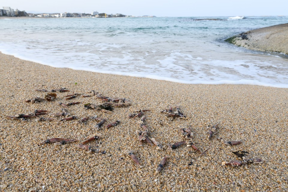 해변에 밀려온 ‘매오징어’  / 사진제공 : 고성군
