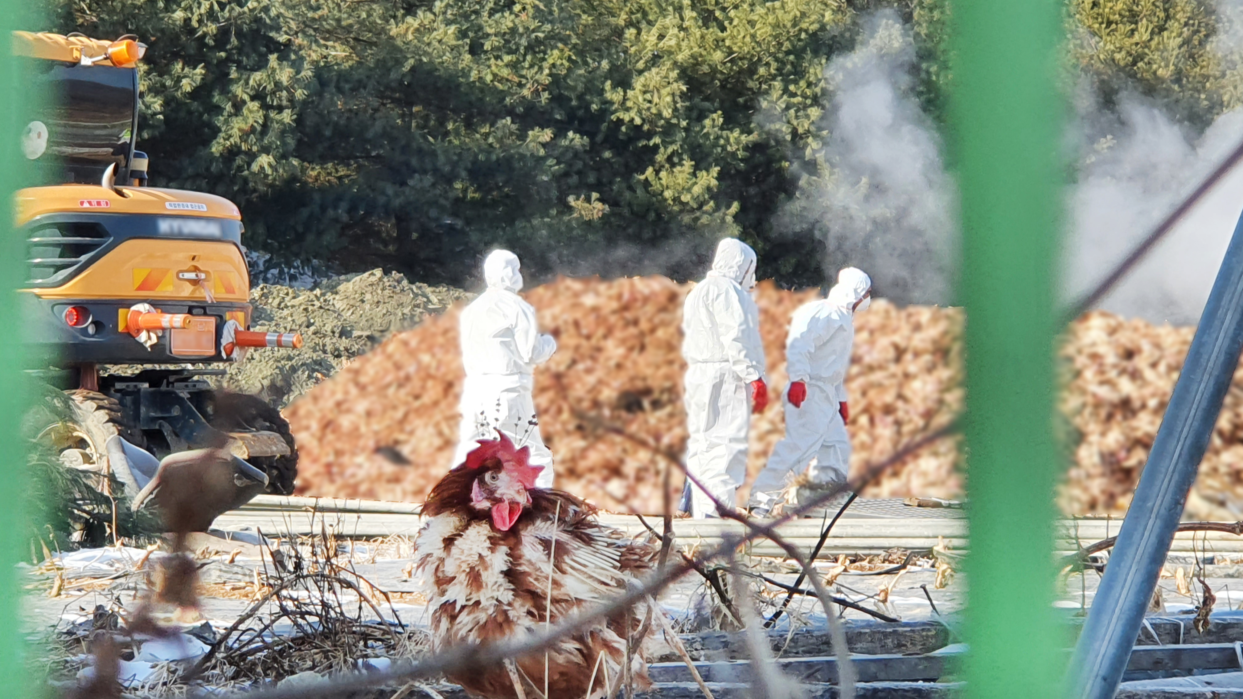  지난 20일, 충북 음성군의 한 산란계 농장에서 닭 40만 마리가 긴급 처분됐다.  매몰 직전 살아남은 닭 한 마리가  산더미처럼 쌓여 있는 사체 앞을 서성거리고 있다. / 사진 함영구 기자 newspower@kbs.co.kr 