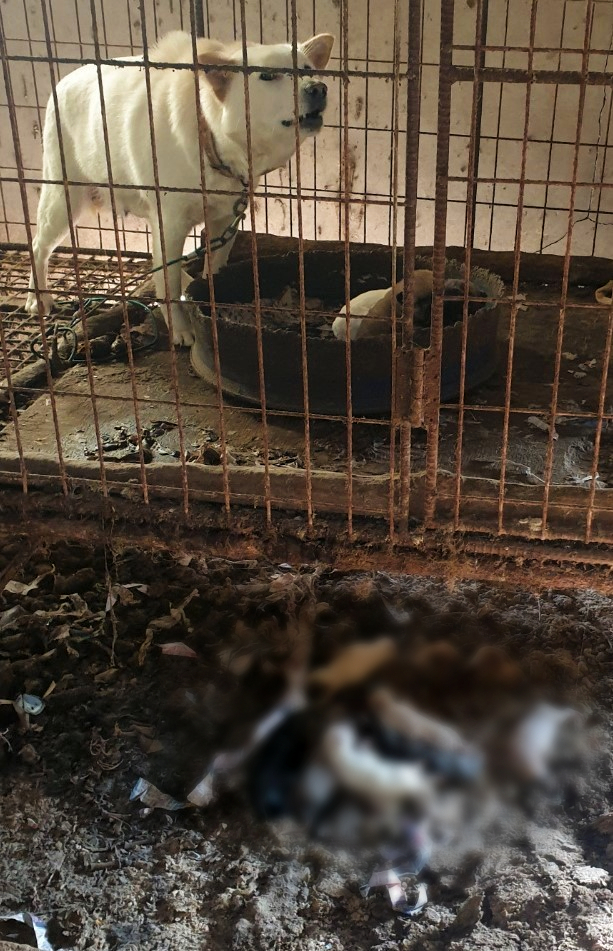 충북 증평 개 농장의 성견 한 마리가 철장 안에서 짖고 있다. 철장 아래에 분뇨와 강아지 사체가 뒤섞여있다 [사진 출처 : 시청자 제공]