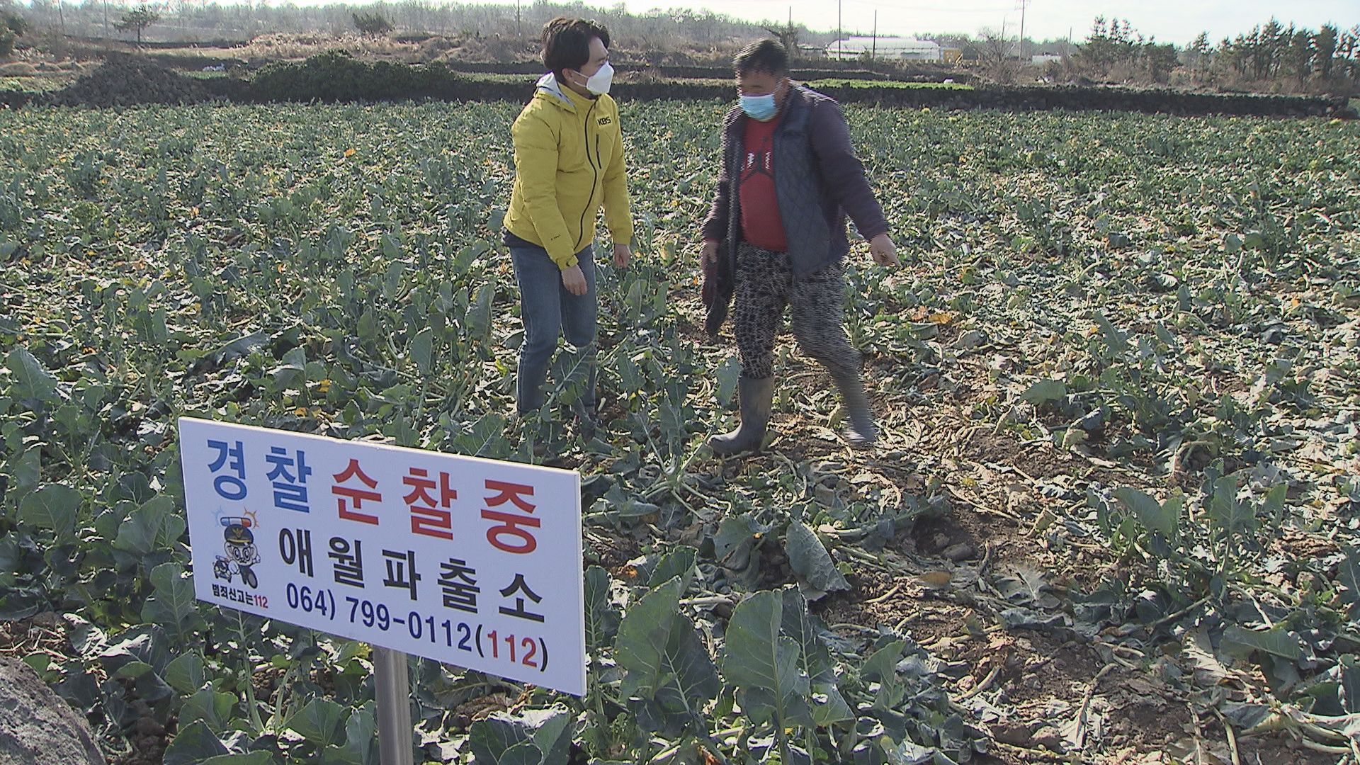 김창석 씨네 밭 앞에 ‘경찰 순찰 중’ 경고 문구가 있지만, 올해 들어 5차례나 속수무책으로 절도를 당했다.