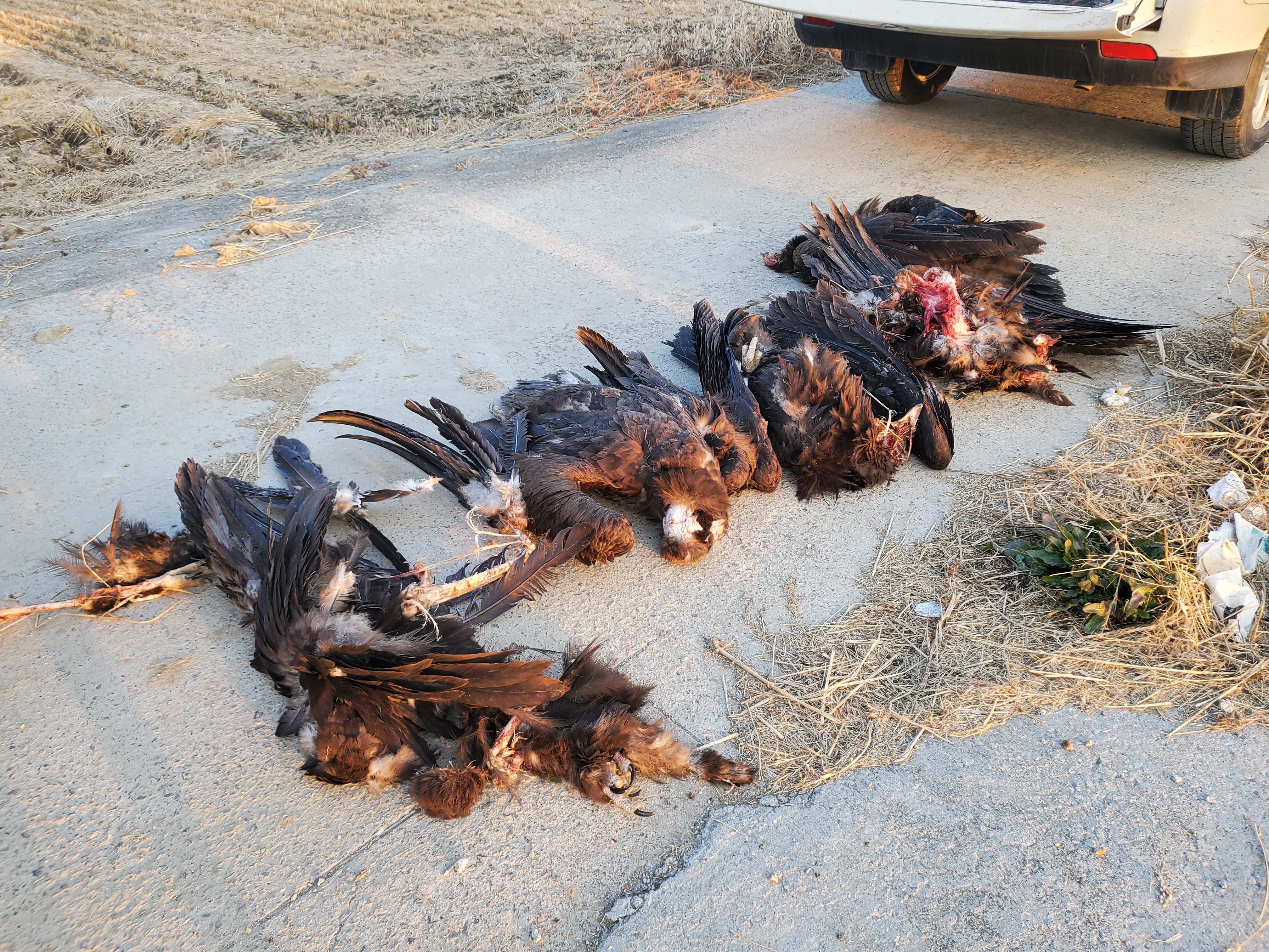  지난달 15일, 농약에 중독돼 폐사한 독수리(사진제공: 충남야생동물구조센터)