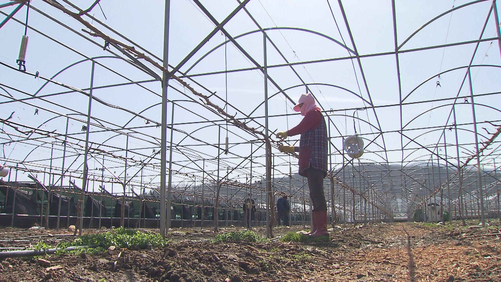  충북 영동군 매곡면의 한 샤인머스캣 농장. 농민 박우영 씨는 지난해에 이어 올해 2명의 외국인 계절 근로자를 신청했지만, 기약이 없는 상태다.