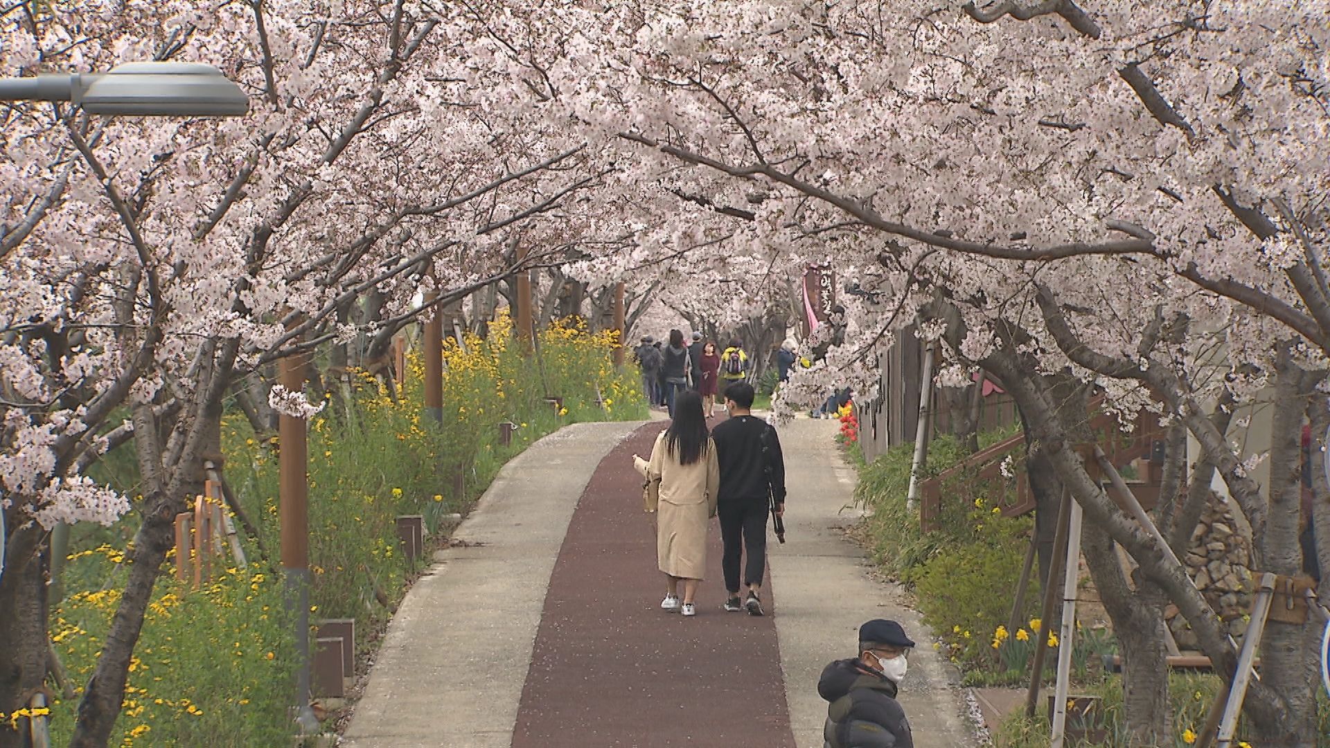 유채꽃 단지 인근 낙동강 30리 벚꽃길을 찾은 관광객들의 모습