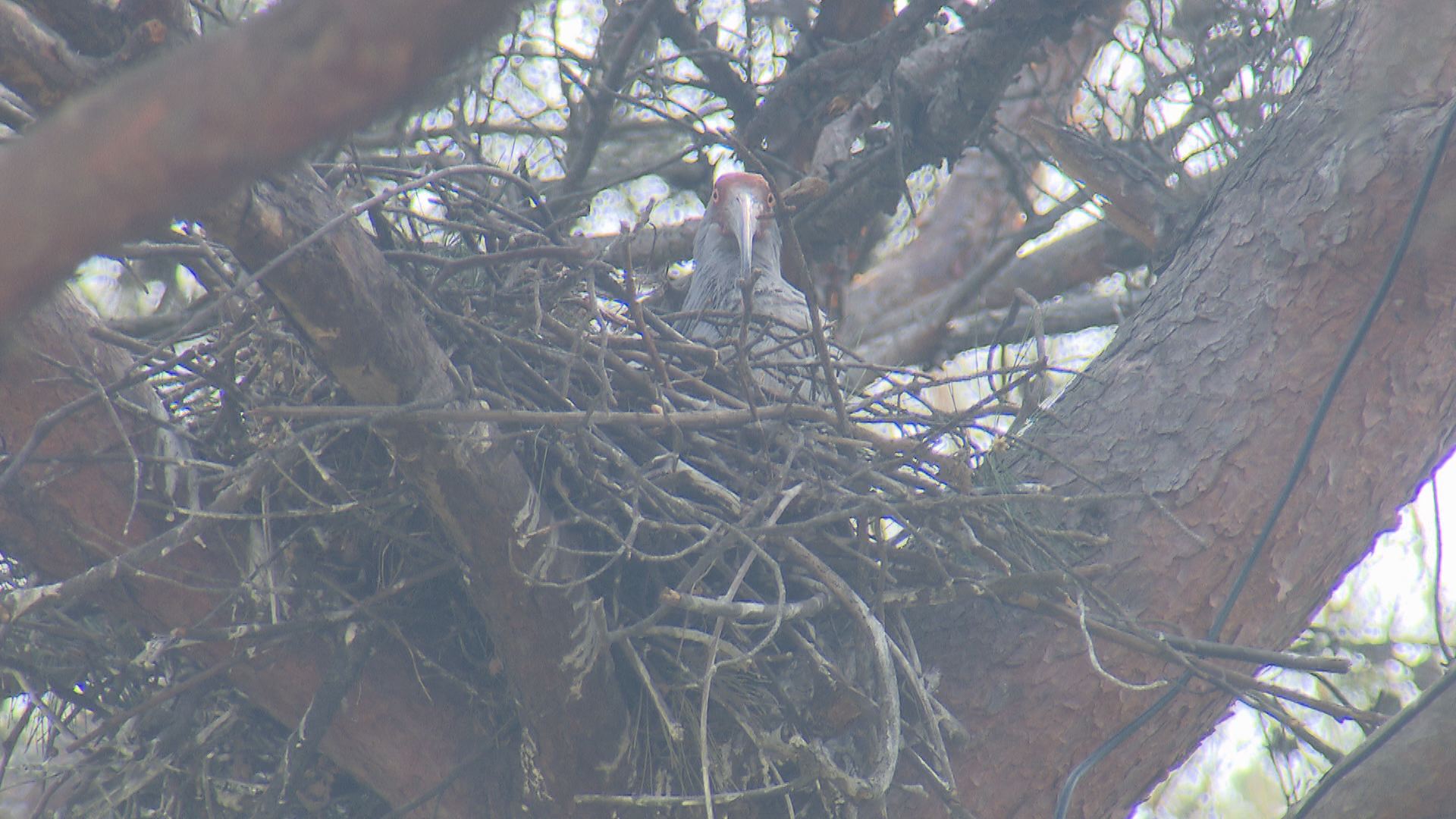 3.5미터 높이의 소나무 둥지에서 어미가 새끼를 보호하는 장면