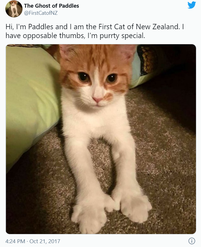 2017년 저신다 아던 뉴질랜드 총리가 키우던 고양이 ‘패들스’ 생전 모습.  ＜출처: 트위터＞
