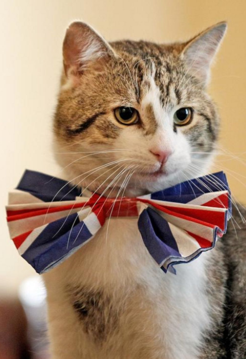 영국 총리관저에서 지내는 14살 고양이 래리 . ＜출처: 게티이미지＞