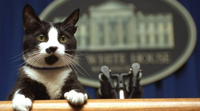 유기묘 출신으로 사람들의 사랑을 받던 빌 클린턴 대통령의 고양이 ‘삭스’ ＜출처:트위터＞