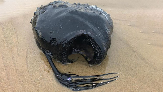 캘리포니아 해변에서 희귀 심해어 ‘퍼시픽 풋볼피시‘가 온전한 형태로 발견됐다. [출처:크리스털코브주립공원 페이스북]