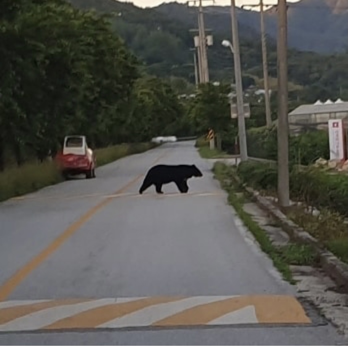 지난 4일, 전북 남원 도로에 나타난 반달가슴곰 ‘오삼이’ / 시청자 제공