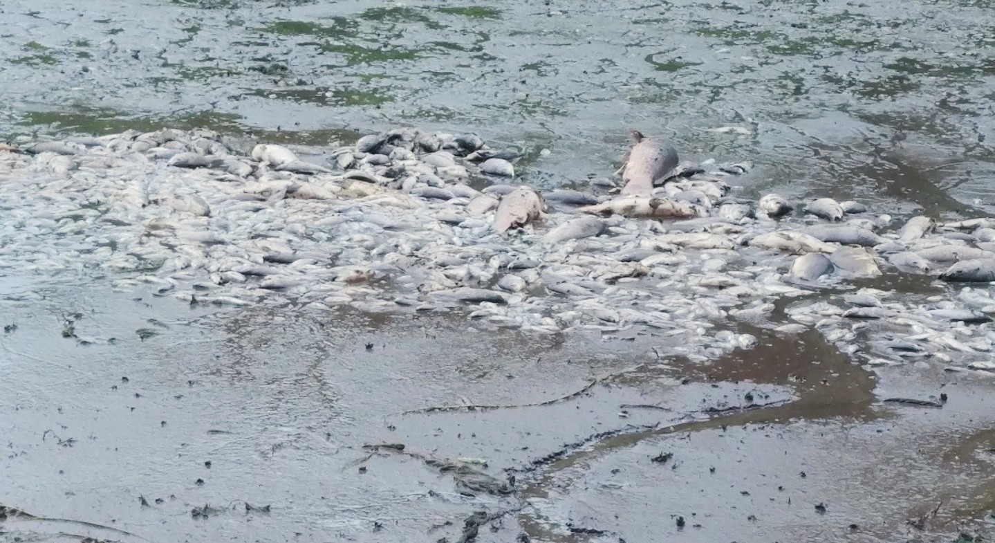 대전시 대덕구 소형 저수지에서 집단 폐사한 물고기