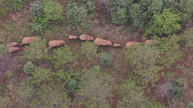 중국 윈난성을 이동 중인 코끼리 무리 (출처: 중국CCTV)