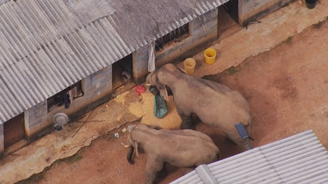 코끼리떼가 이동 중에 마을에서 곡식을 먹는 모습 (출처: 중국CCTV)
