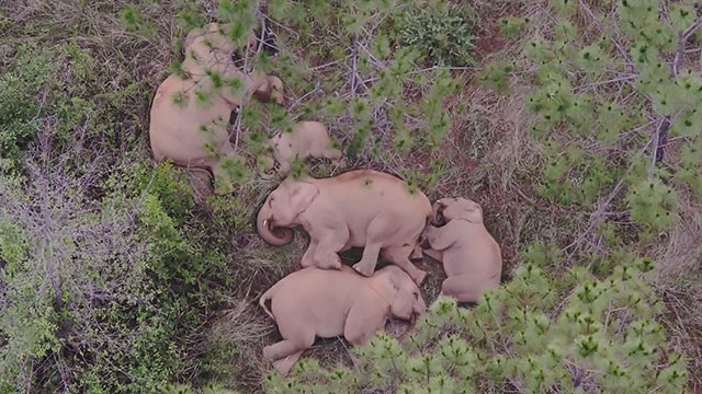 코끼리떼가 누워서 낮잠을 자는 모습을 항공 촬영 보도 (출처: 중국CCTV)