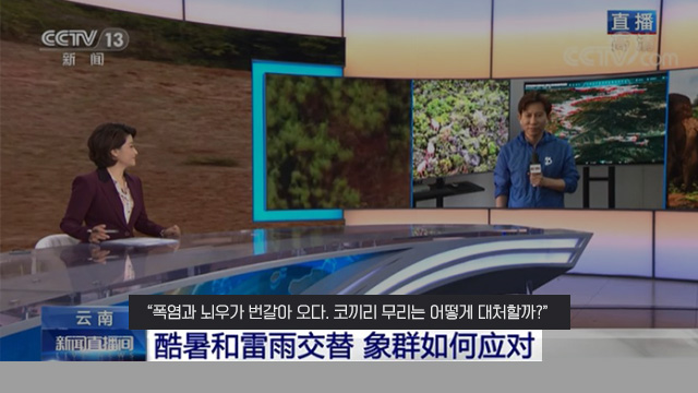지난 7일, 중국CCTV가 기자를 생방송으로 연결해 코끼리 관련 뉴스를 전하고 있다. (출처: 중국CCTV)