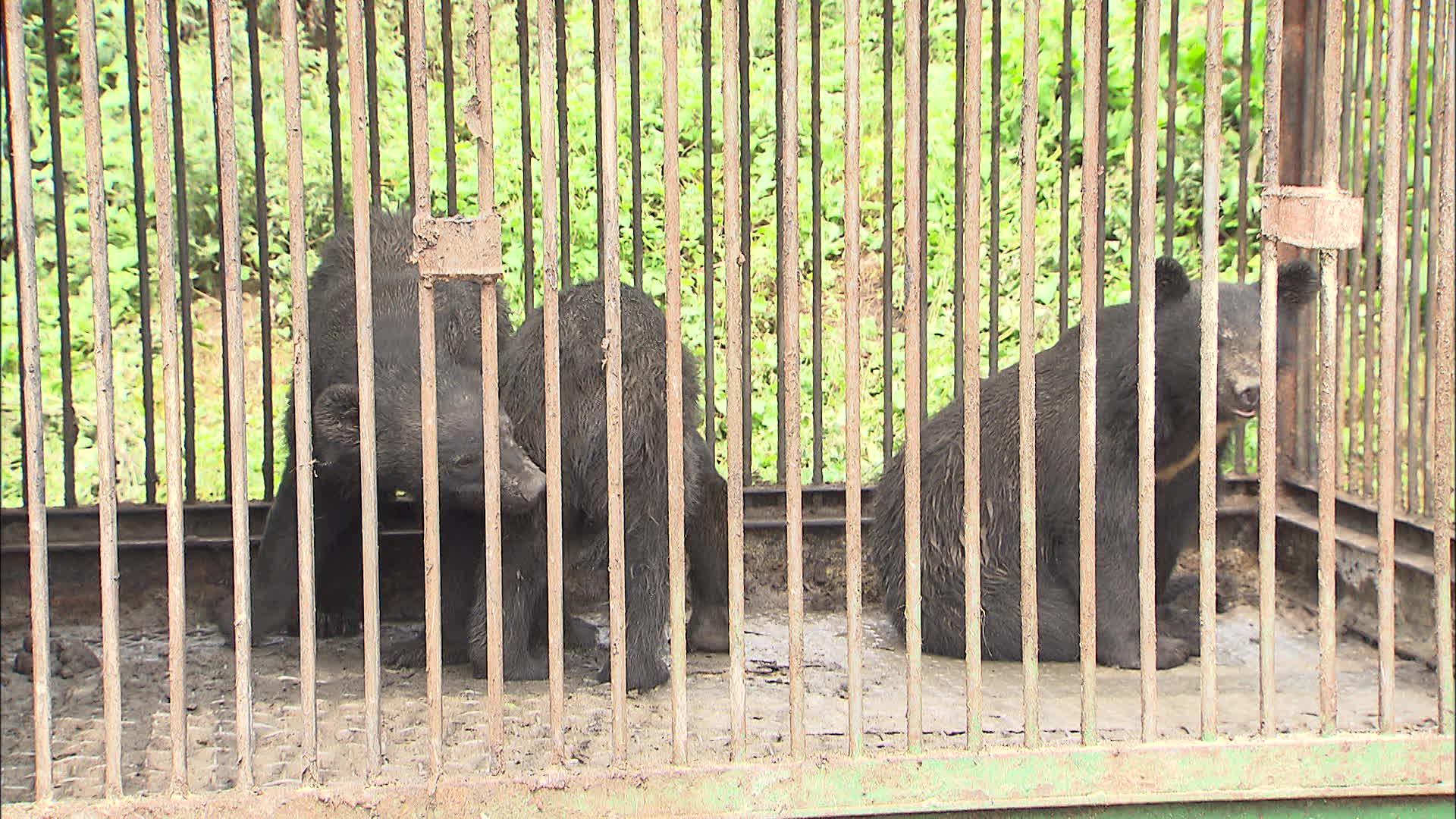 해당 농장에서 사육 중인 곰. 체구를 볼 때 어린 개체로 추정된다.