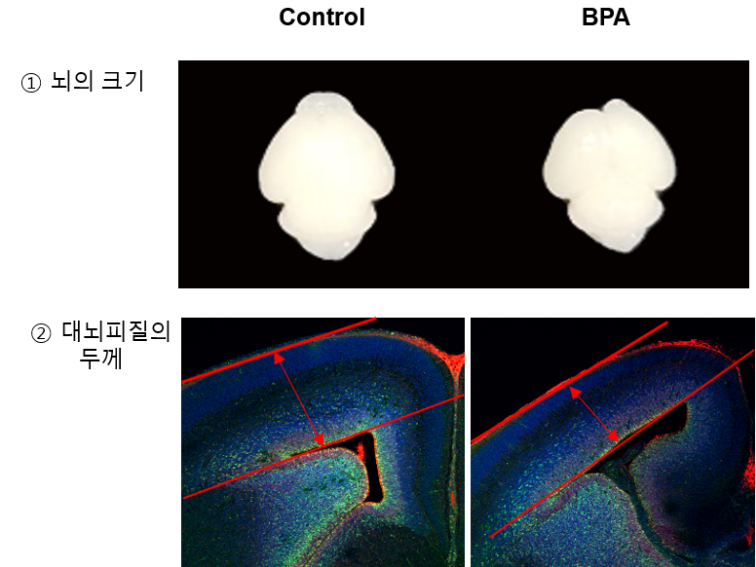 비스페놀A의 영향으로 얇아진 실험용 쥐의 대뇌피질 비교/안전성평가연구소 제공