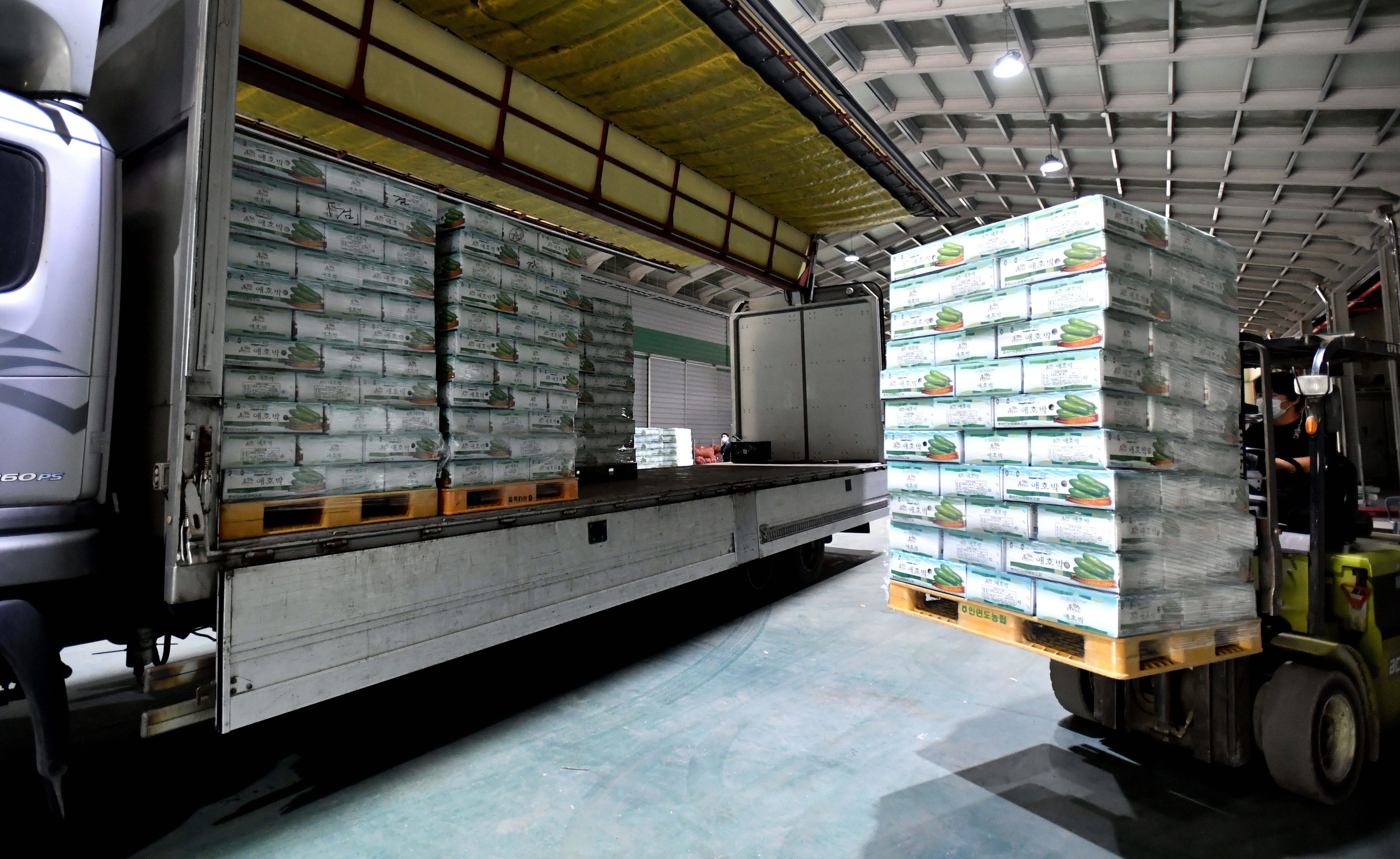 26일 화천읍 신풍리 화천농협에서 8㎏들이 애호박 1,200상자가 트럭에 실려 배송되고 있다.