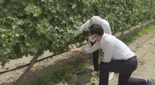닝샤 와인 양조장들은 여름철 햇볕을 충분히 받고 자란 포도를 매년 10월 초 수확해 와인으로 만든다.