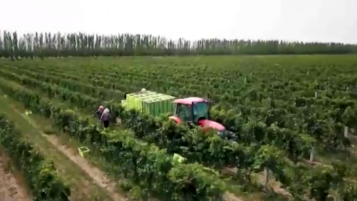 닝샤후이족자치구 허란산 동쪽 기슭에는 와인 생산을 위한 포도밭이 드넓게 펼쳐져 있다.