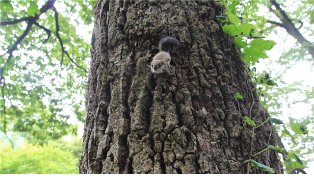 천은사에 방사된 하늘다람쥐가 굴참나무를 오르락내리락하며 건강한 모습을 뽐내고 있다.  국립공원공단 지리산국립공원 전남사무소 제공.