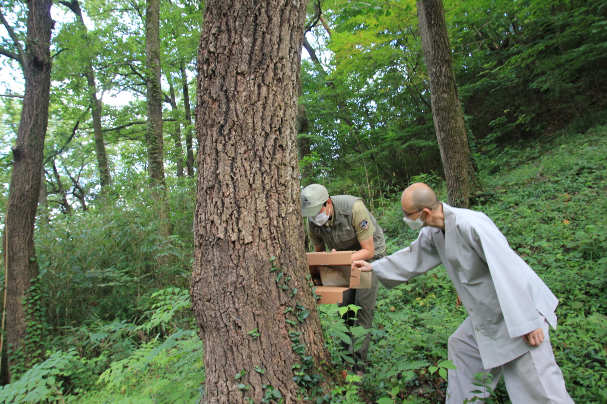 국립공원 직원과 천은사 스님이 함께 하늘다람쥐를 굴참나무 숲에 방사하고 있다. 국립공원공단 지리산국립공원 전남사무소 제공.