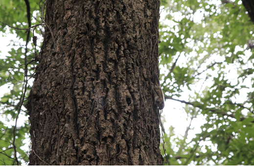 천은사에 방사된 하늘다람쥐가 굴참나무를 오르락내리락하며 건강한 모습을 뽐내고 있다. 국립공원공단 지리산국립공원 전남사무소 제공.