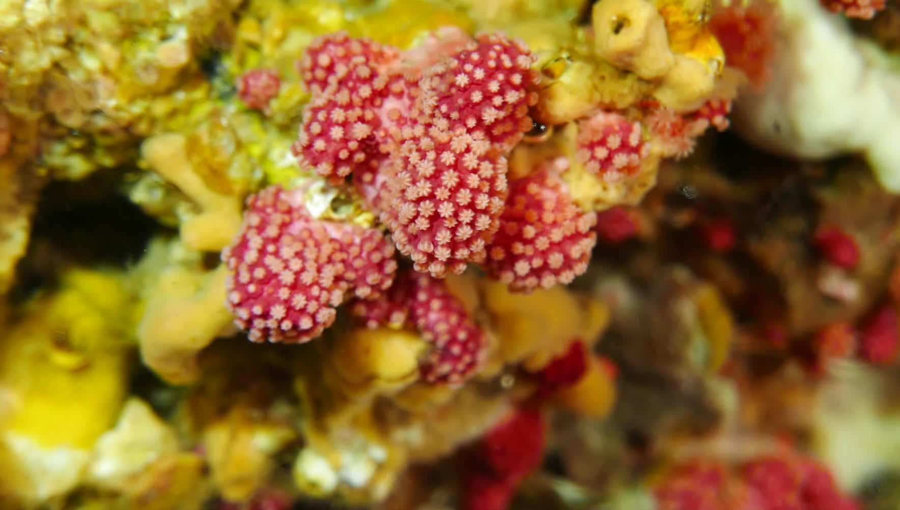 독도 해역 암반에 자리 잡은 온대성 산호 ‘바다딸기’