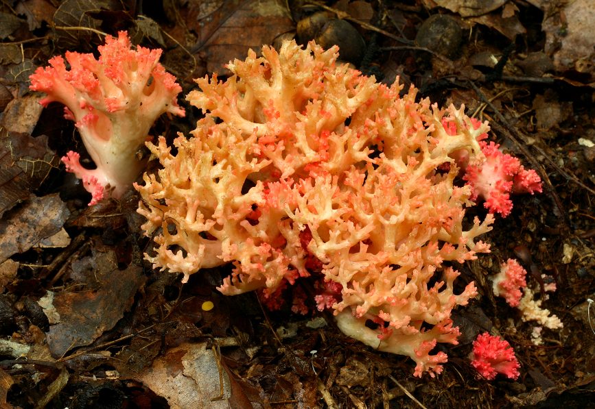 붉은싸리버섯(독버섯), 식용 싸리버섯과 모양이 비슷해 오인하기 쉽다.