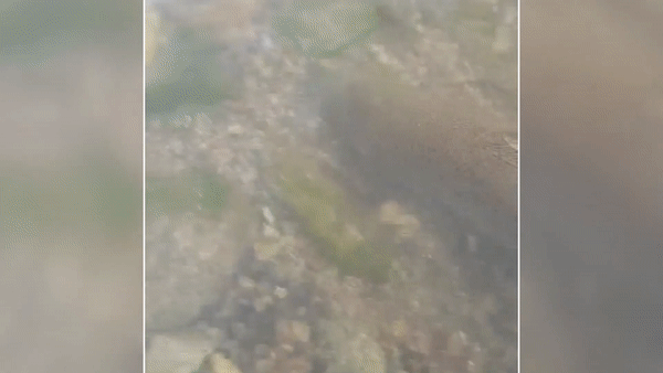 소양강댐 하류에서 발견된 브라운송어. 몸길이 50cm가 넘는 성체로 추정된다.