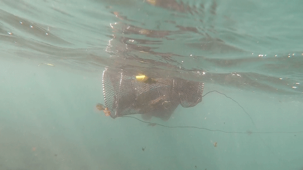22일 정방폭포에서 연구진이 무태장어와 뱀장어가 담긴 통발을 옮기는 모습