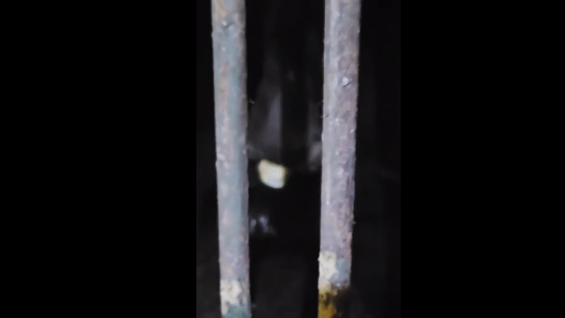 사육장 안에 갇힌 반달가슴곰이 동물보호단체가 공급한 사료와 과일을 먹고 있다. (영상 : 동물자유연대 제공)