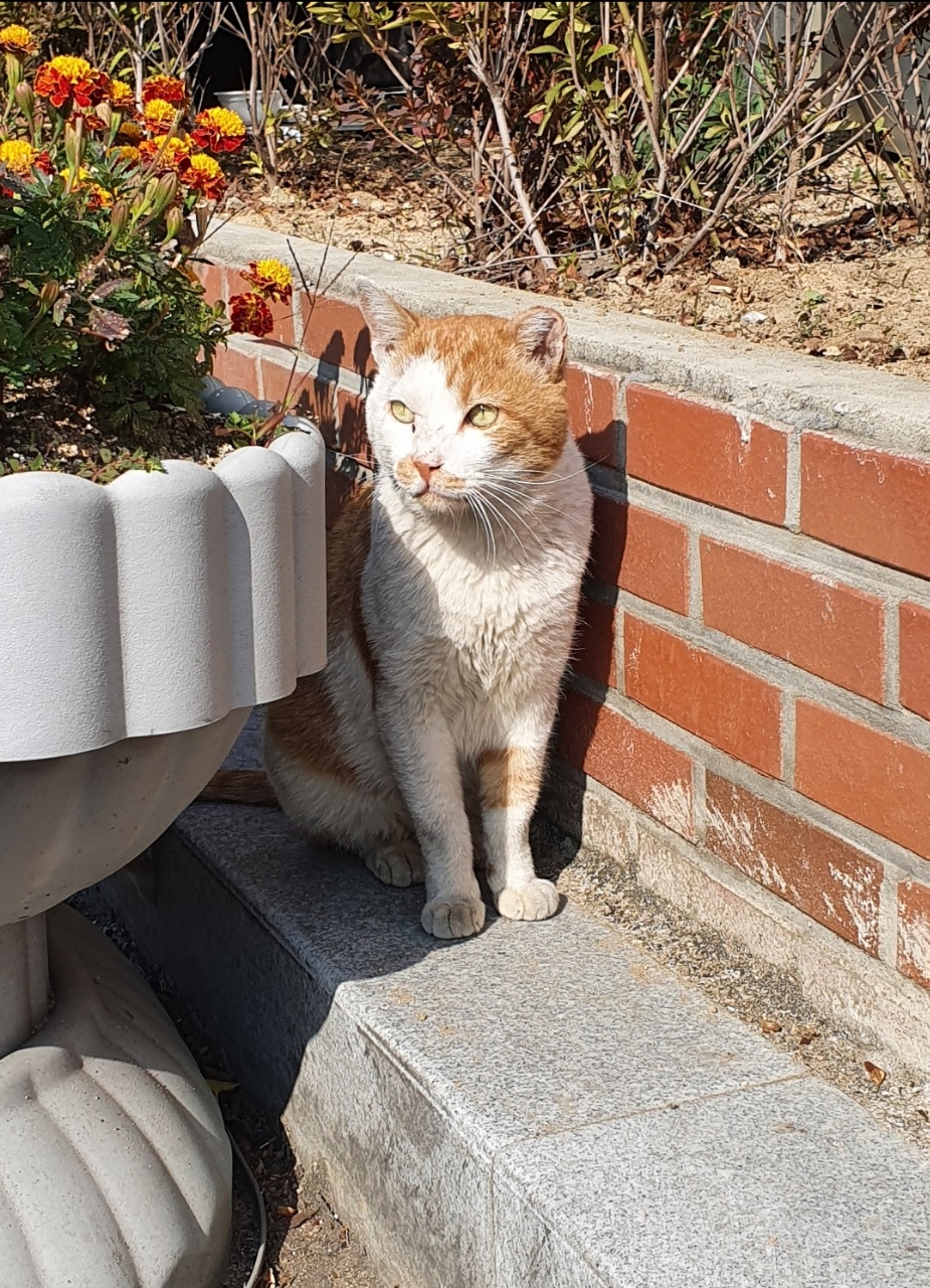 두류3동 행정복지센터 앞에서 민원인을 맡는 두삼이.