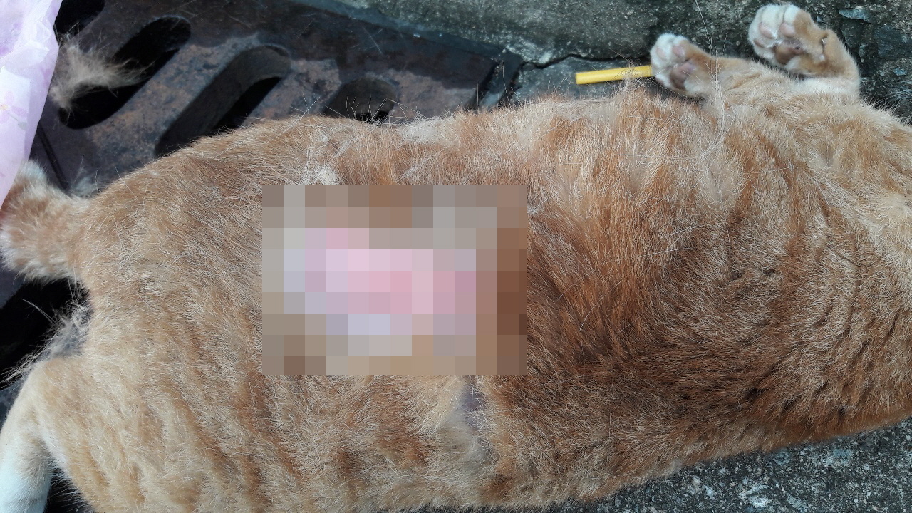 지난달 발견된 학대 정황이 의심되는 길고양이 사체