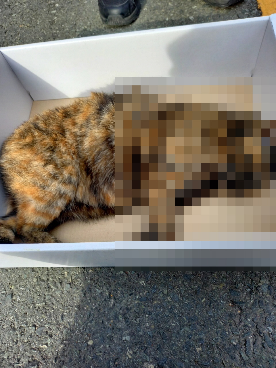 같은 기간 발견된 또다른 고양이 사체. 부검 결과 사망 원인은 두개골 골절상인 것으로 확인됐다.