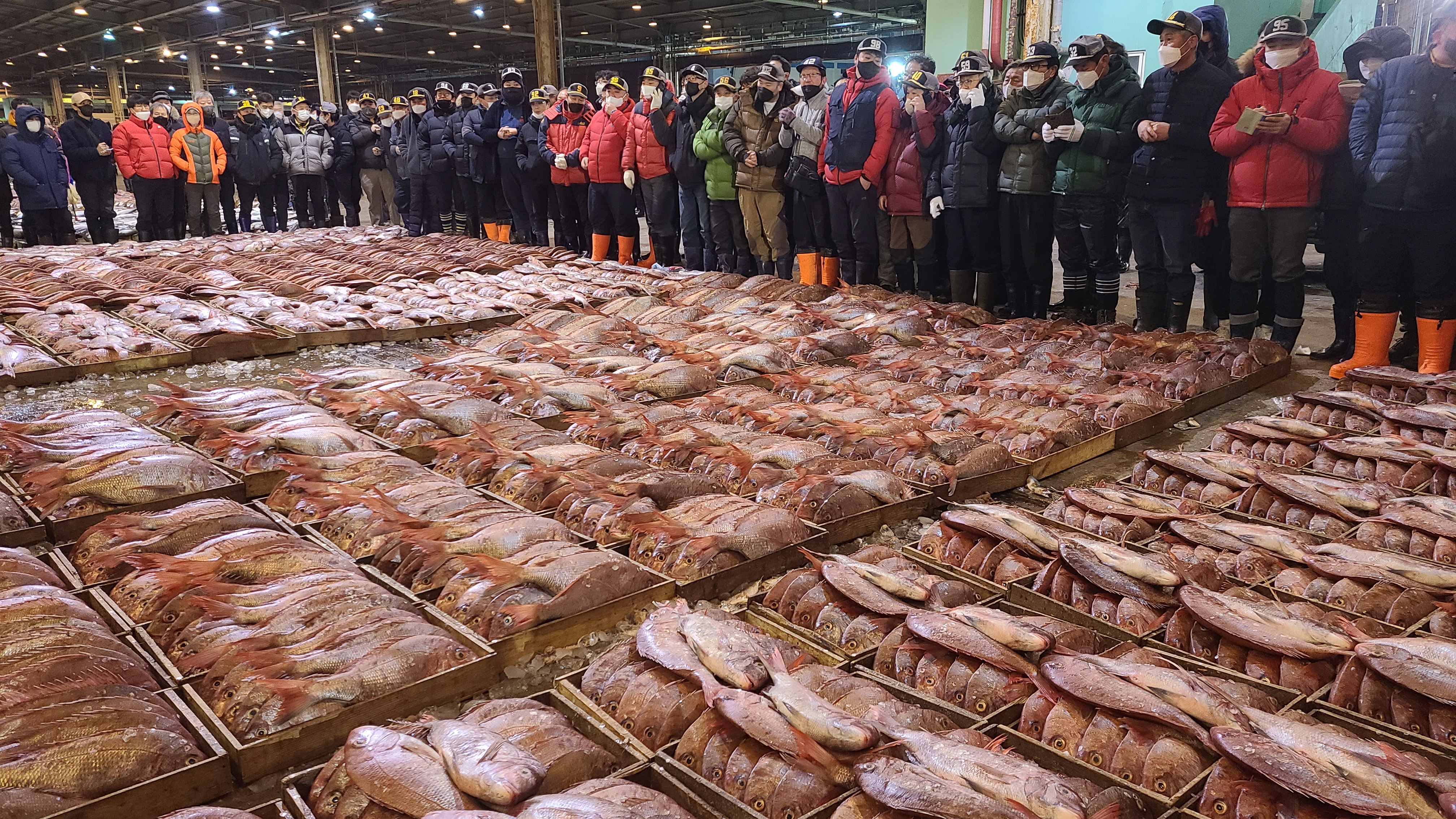 14일 오전 부산 서구 부산공동어시장에서 지난밤 제주 해역에서 조업 된 참돔 2만 5000 마리가 경매에 부쳐져 판매되고 있다. 부산공동어시장 제공