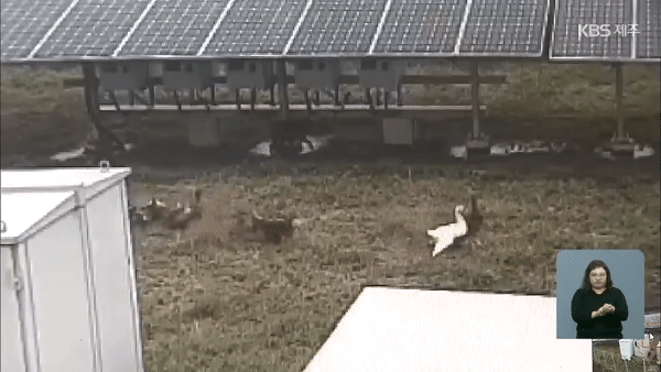 지난 9월, 들개떼 습격을 받은 서귀포시 안덕면 한 농장 CCTV 모습. KBS뉴스 갈무리