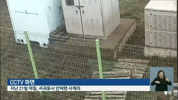 지난 9월, 들개떼 습격을 받은 서귀포시 안덕면 한 농장 CCTV 모습. KBS뉴스 갈무리