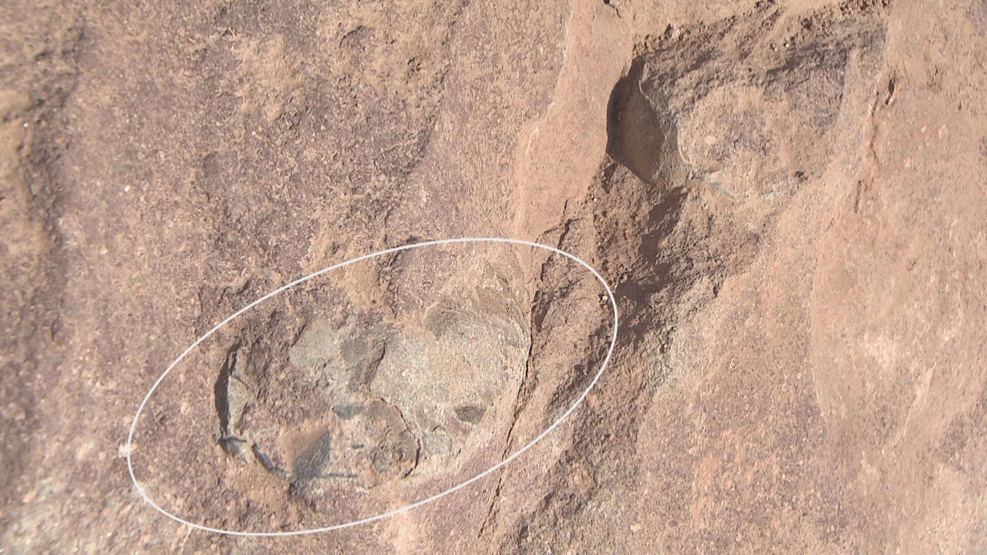 충남 부여군 세도면에서 발견된 공룡 알 추정 화석