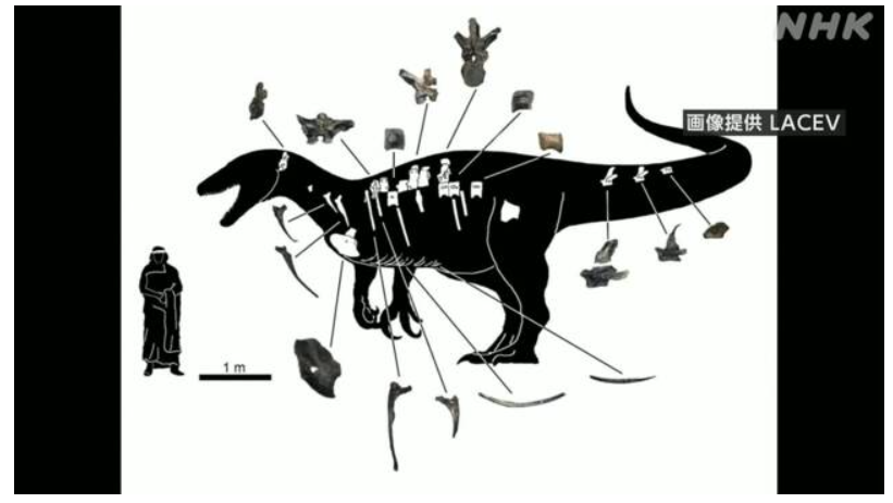 신종 공룡 ‘마이푸’의 화석 사진과 확인된 부위 (사진/ NHK, 일본 국립중앙박물관)