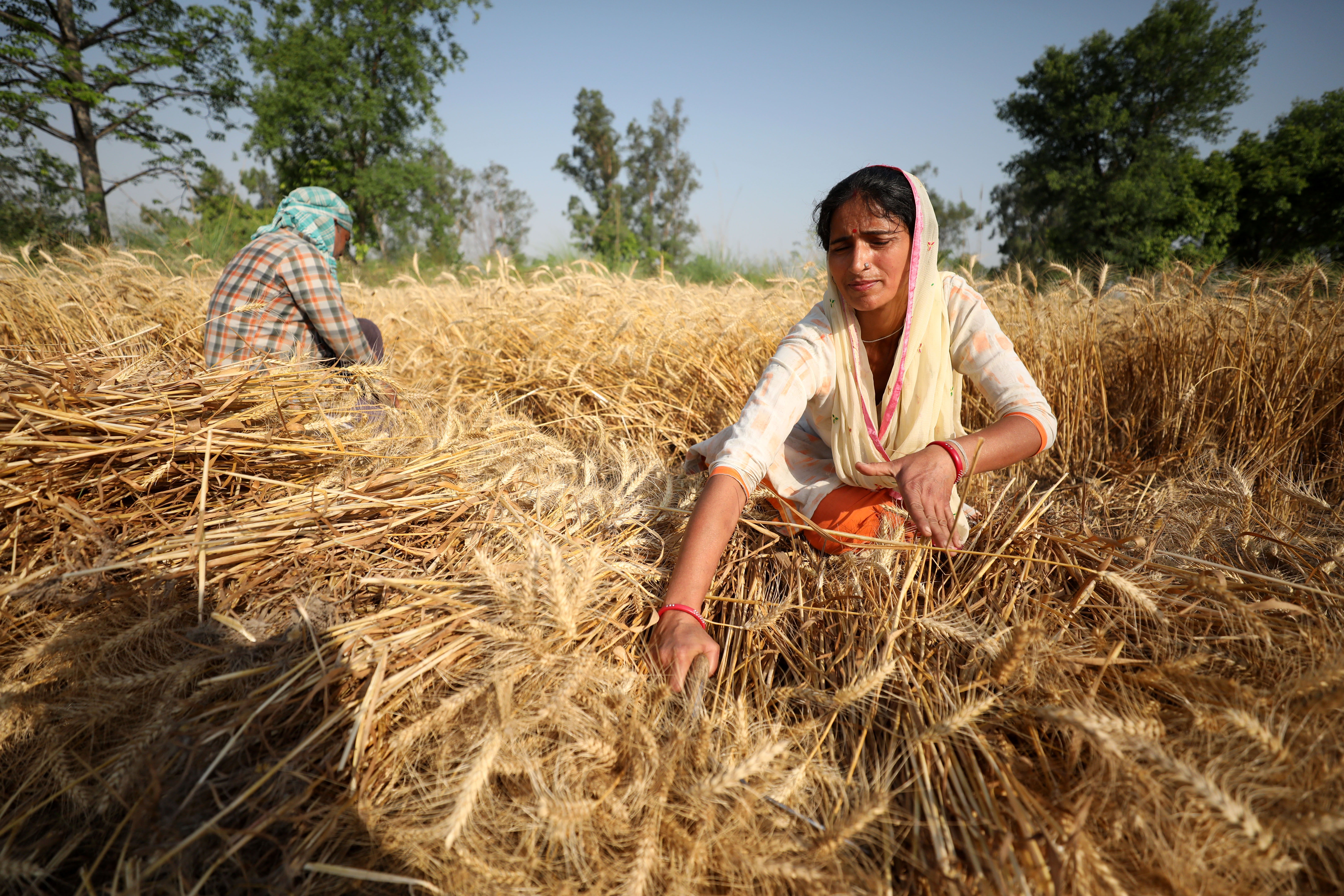 인도 잠무에서 밀을 수확하는 농부