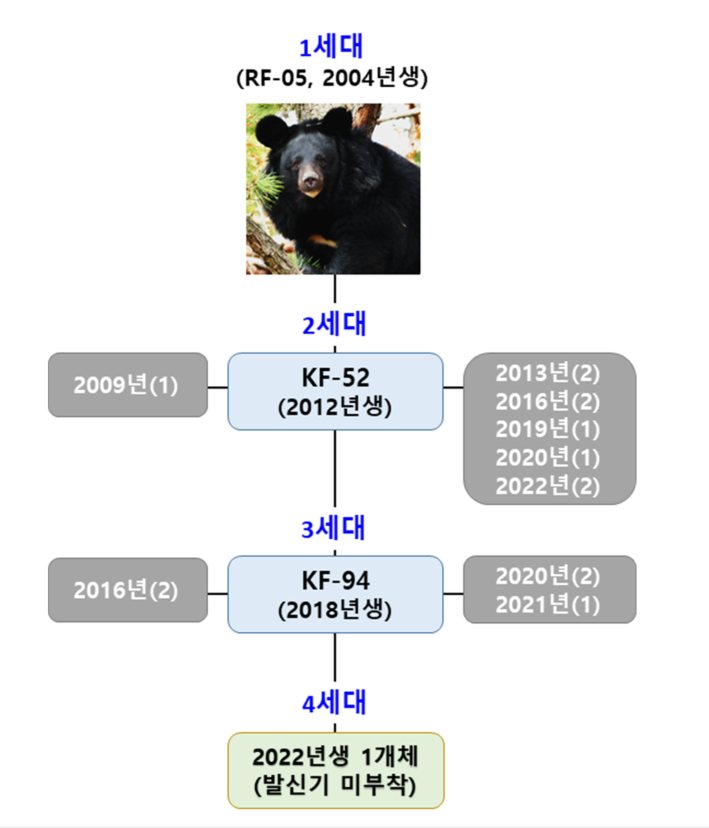 지리산 반달곰 복원 사업을 통한 개체수 확대 과정(자료 : 환경부)