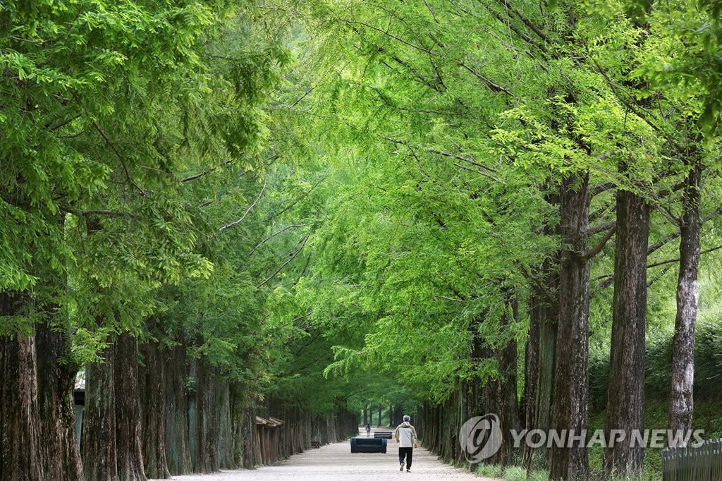 담양 메타세쿼이아 길 (출처 : 연합뉴스)