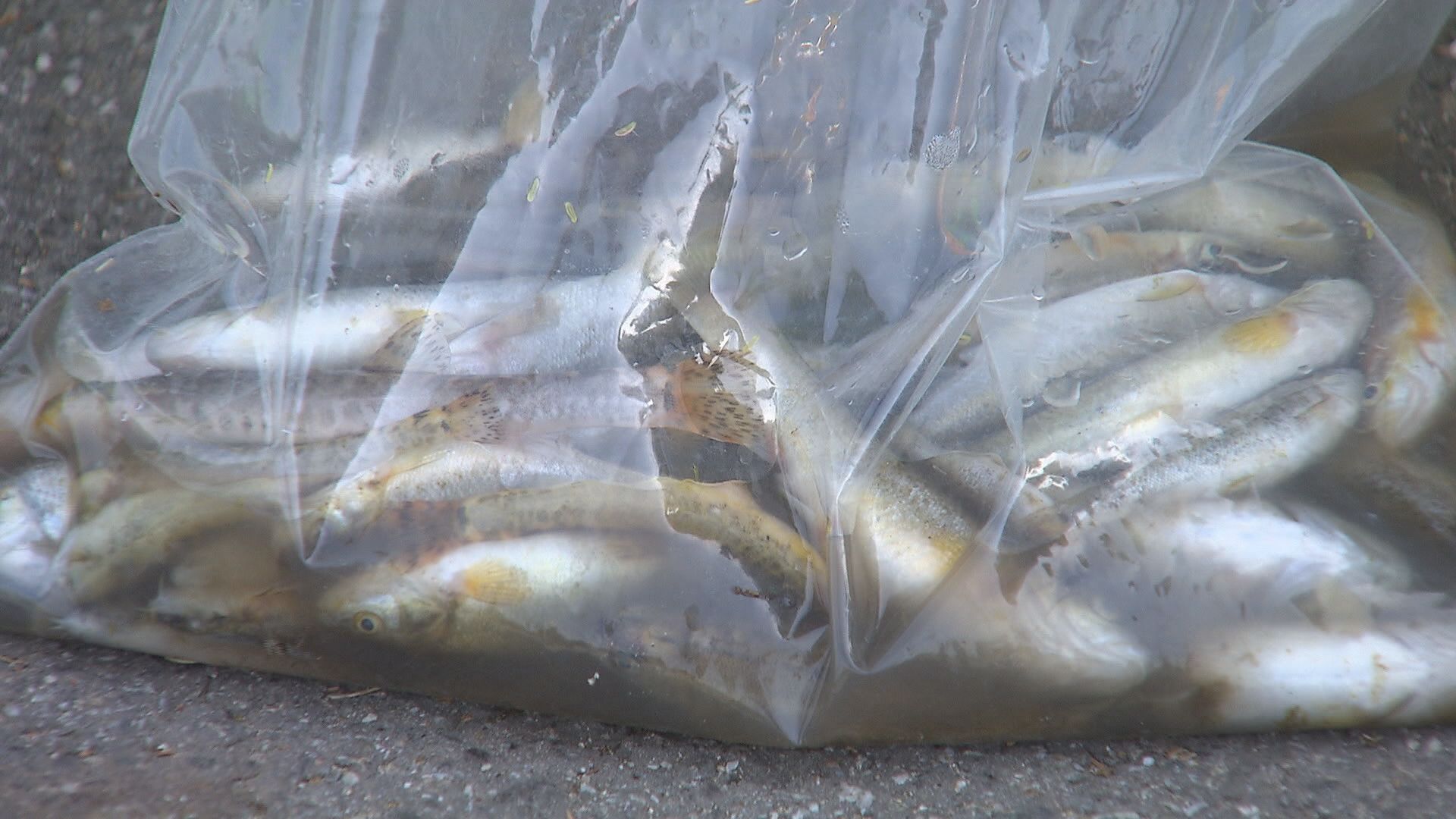 강원대 어류센터 연구진이 채취한 폐사 물고기들