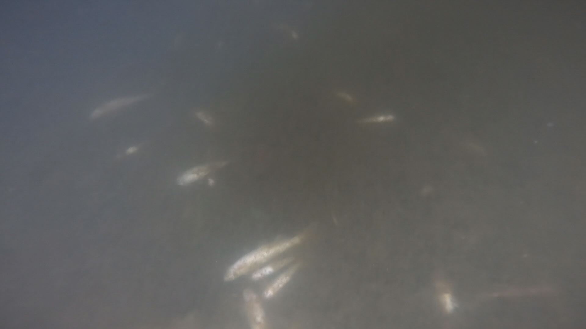 지난 3일 강원도 춘천 도심 하천에서 폐사한 물고기들. 배수 펌프 고장으로 오·폐수가 유입돼 폐사했다.
