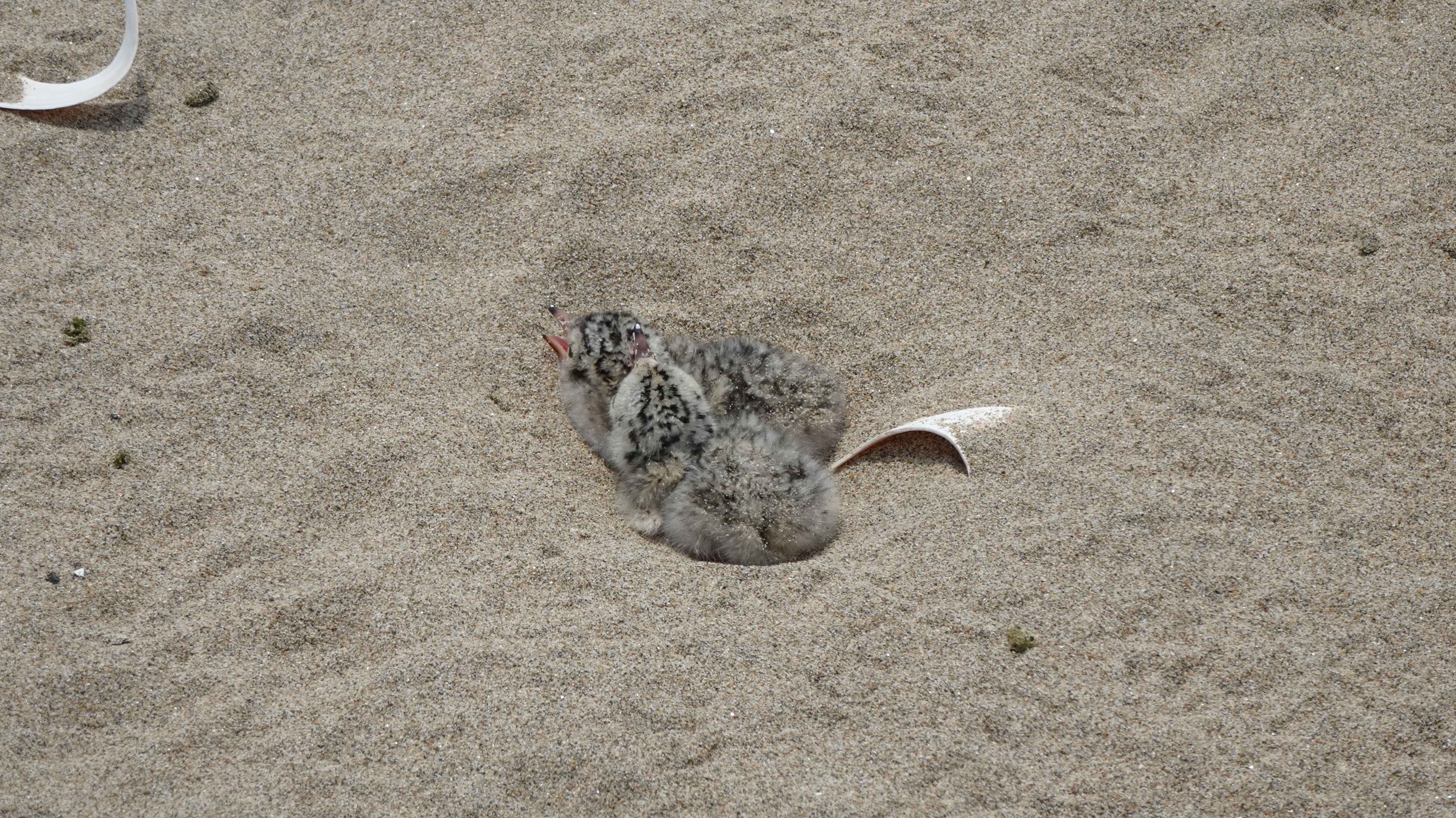 4월 낙동강 하구에서 발견된 쇠제비갈매기 새끼.