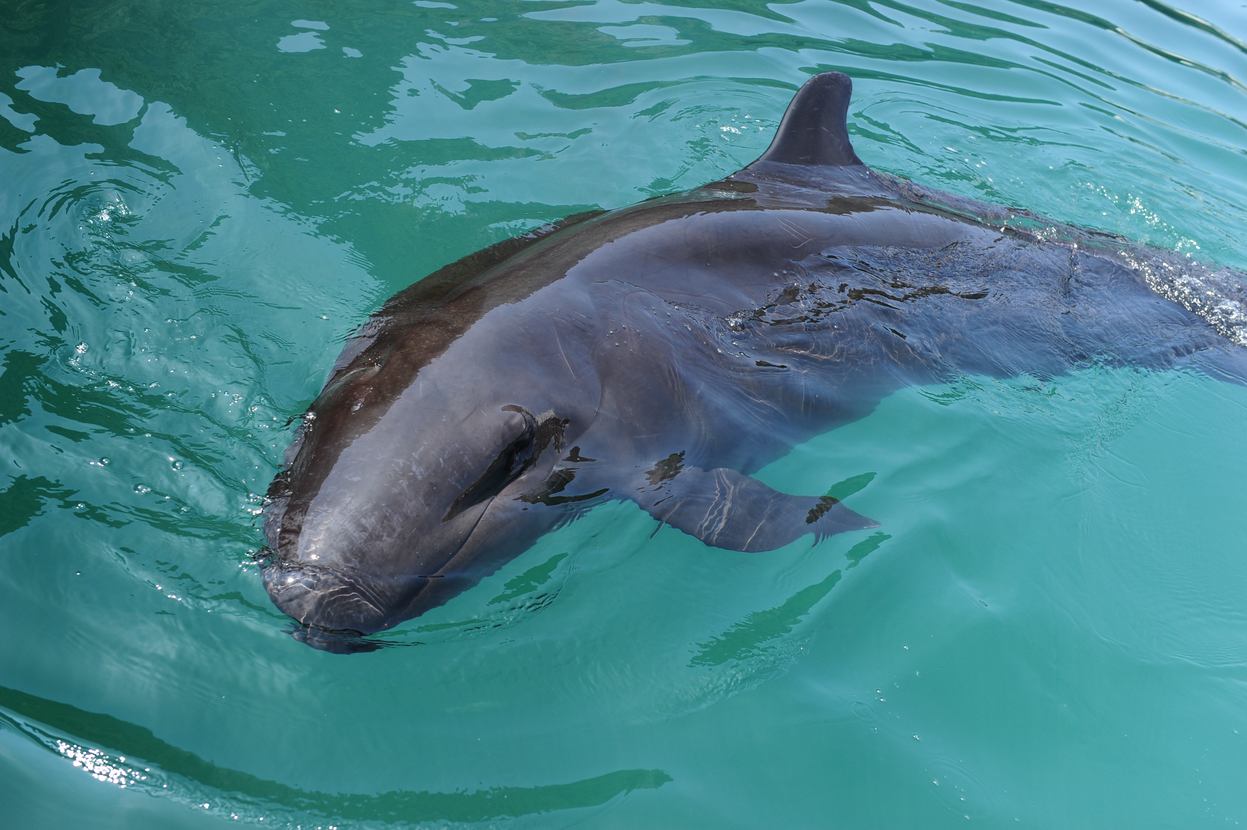 올해 봄 동해 목시조사에서 발견된 흑범고래. [국립수산과학원]