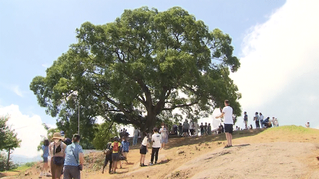 동부마을 팽나무가 드라마 촬영지로 소개된 뒤 평일에도 하루 2천 명 가까운 관광객이 찾고 있다.
