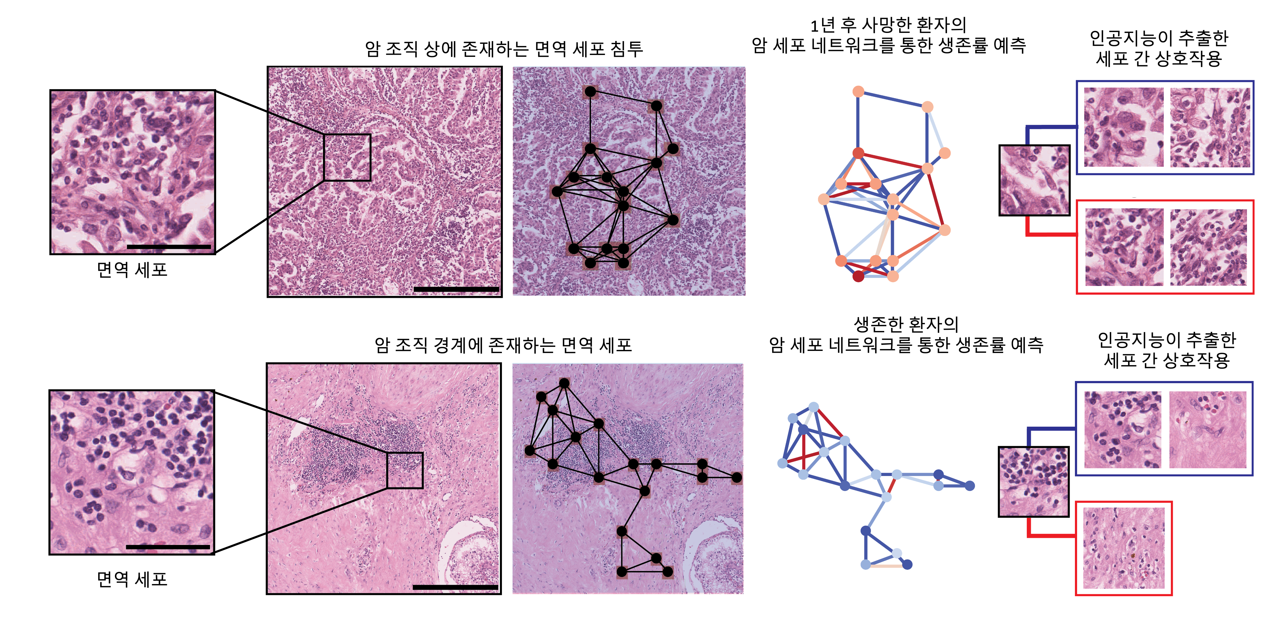 암 세포와 면역 세포를 연결한 네트워크 (서울대 권성훈 교수 연구진 제공)
